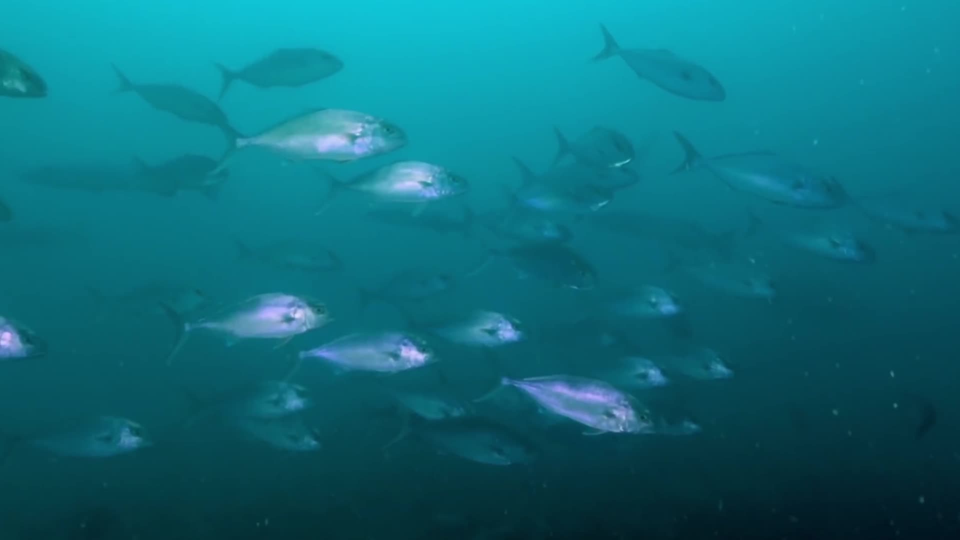 水下拍摄各类海洋生物视频的预览图