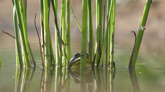 夏季池塘中的青蛙视频的预览图