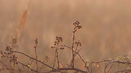 秋季傍晚黄昏湿地芦苇唯美视频的预览图