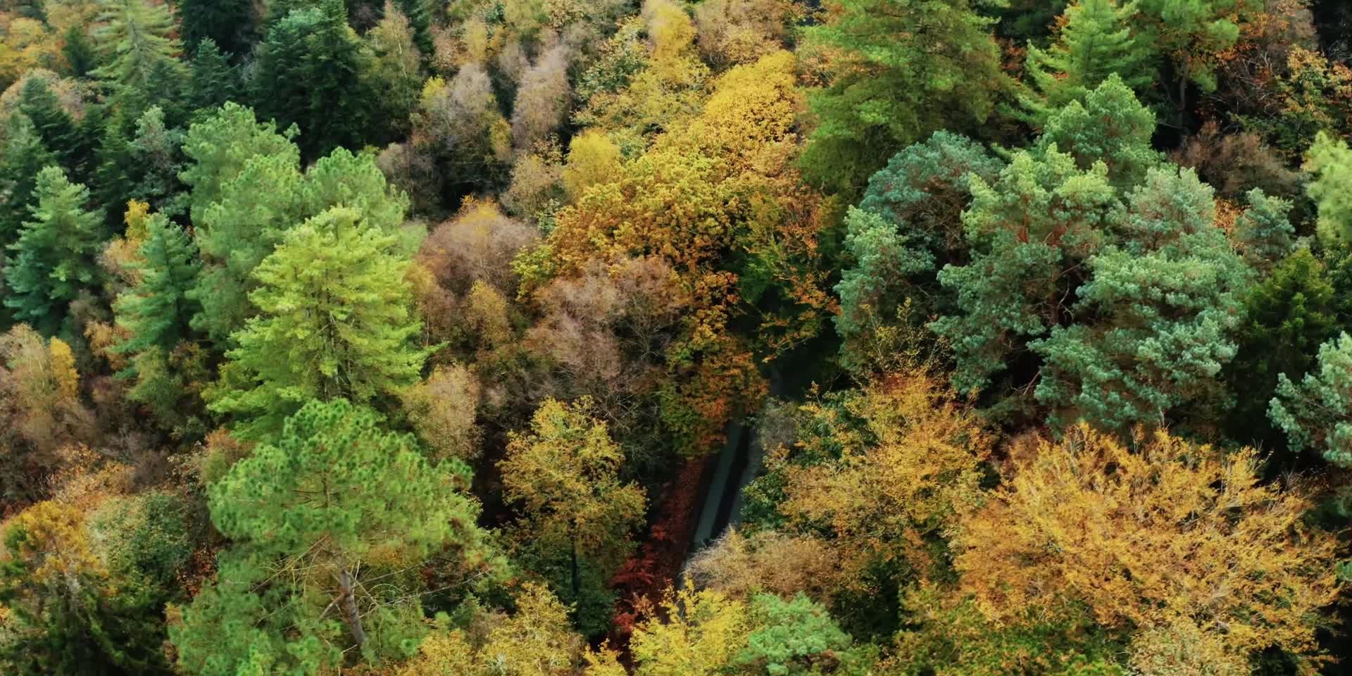 秋季森林红叶黄叶唯美合集视频的预览图