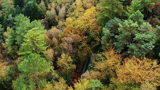 秋季森林红叶黄叶唯美合集视频的预览图