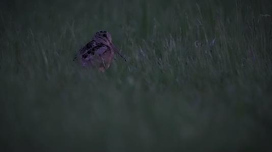 夜晚草丛中的小鸟视频的预览图