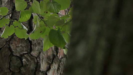 夏日森林树叶阳光清新唯美视频的预览图