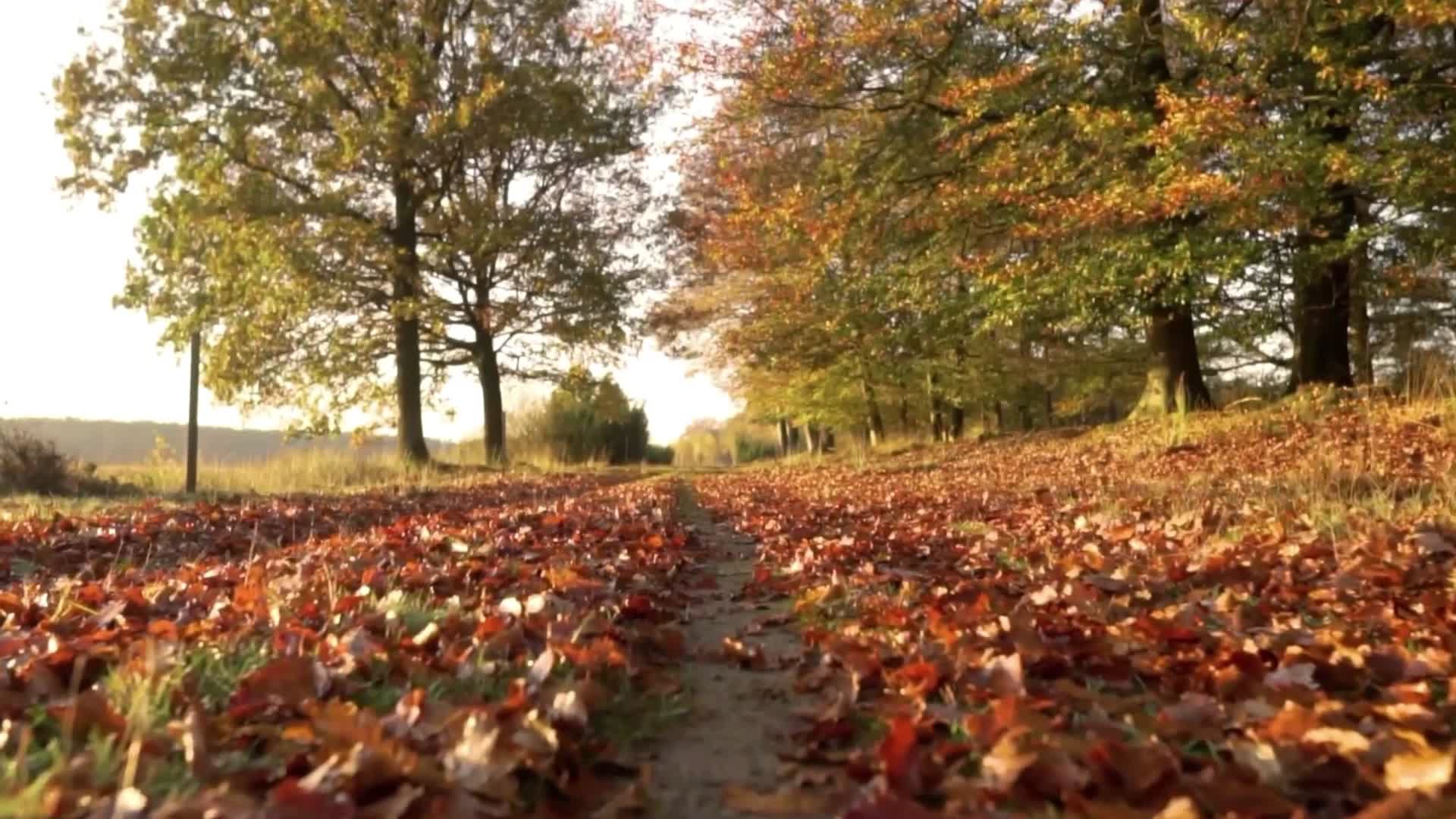 秋季森林黄叶落叶黄昏唯美视频的预览图