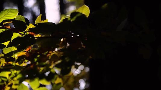 森林树叶阳光逆光唯美合集视频的预览图
