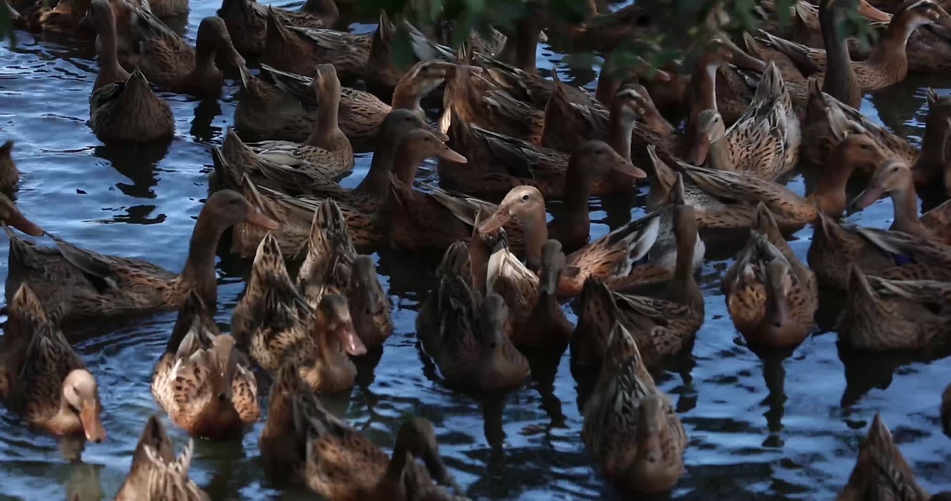 农家鸭子在水边游玩4k视频的预览图