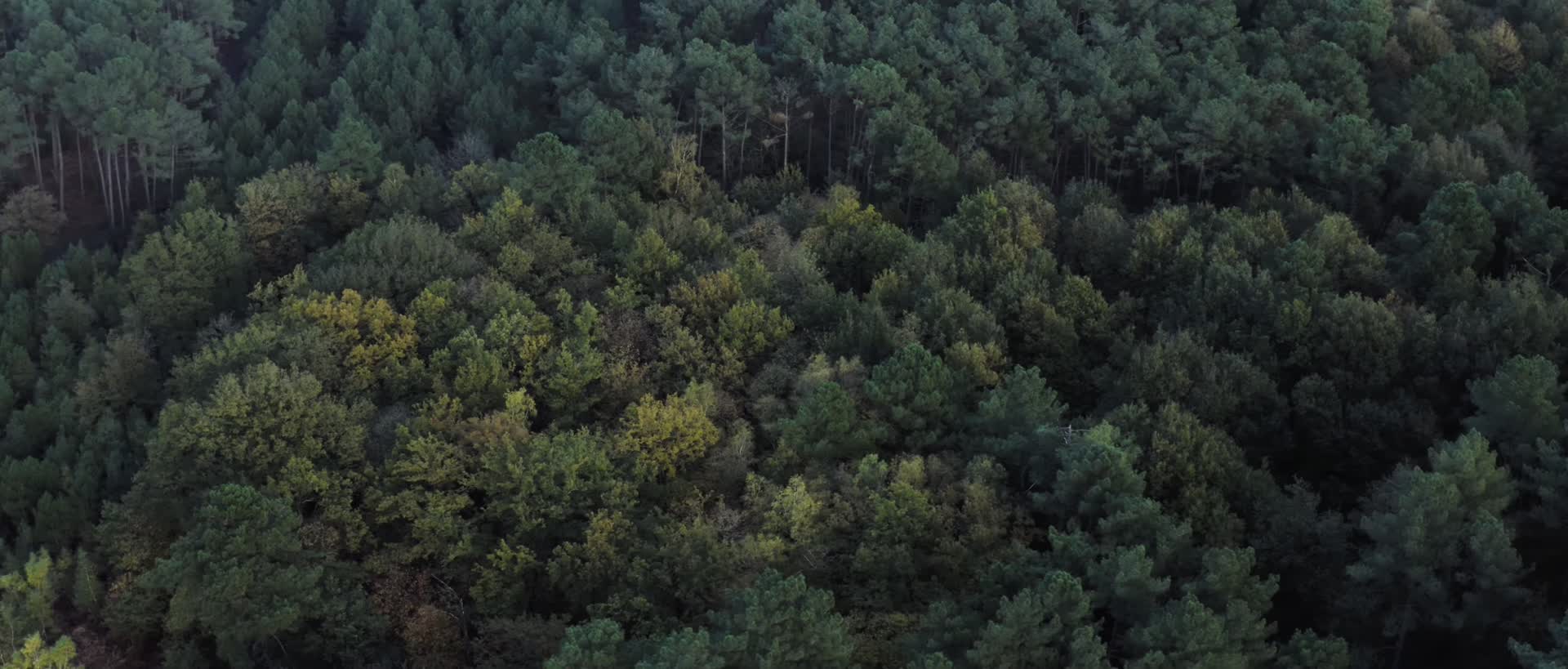秋季森林原始雨林航拍合集视频的预览图