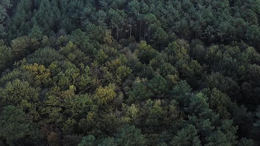 秋季森林原始雨林航拍合集视频的预览图