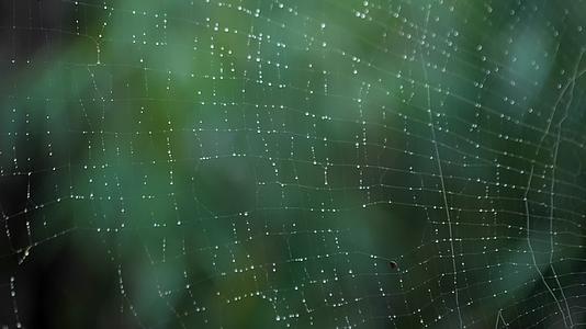 微距蜘蛛网蜘蛛织网视频的预览图