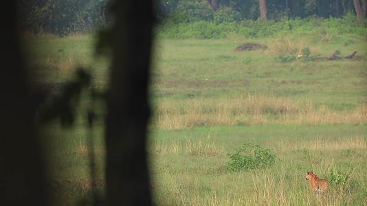 森林保护区中野生老虎视频的预览图