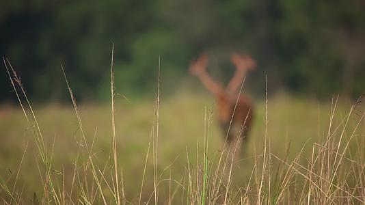非洲草原野生鹿群觅食吃草合集视频的预览图