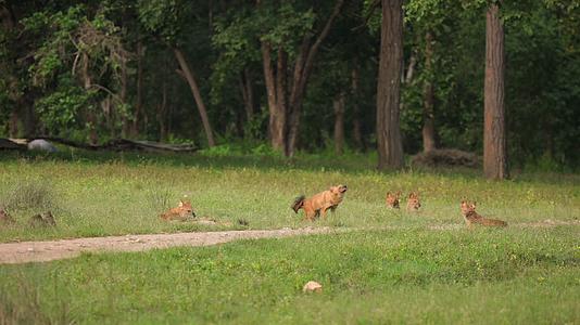 草原保护区成群野狗休息觅食视频的预览图