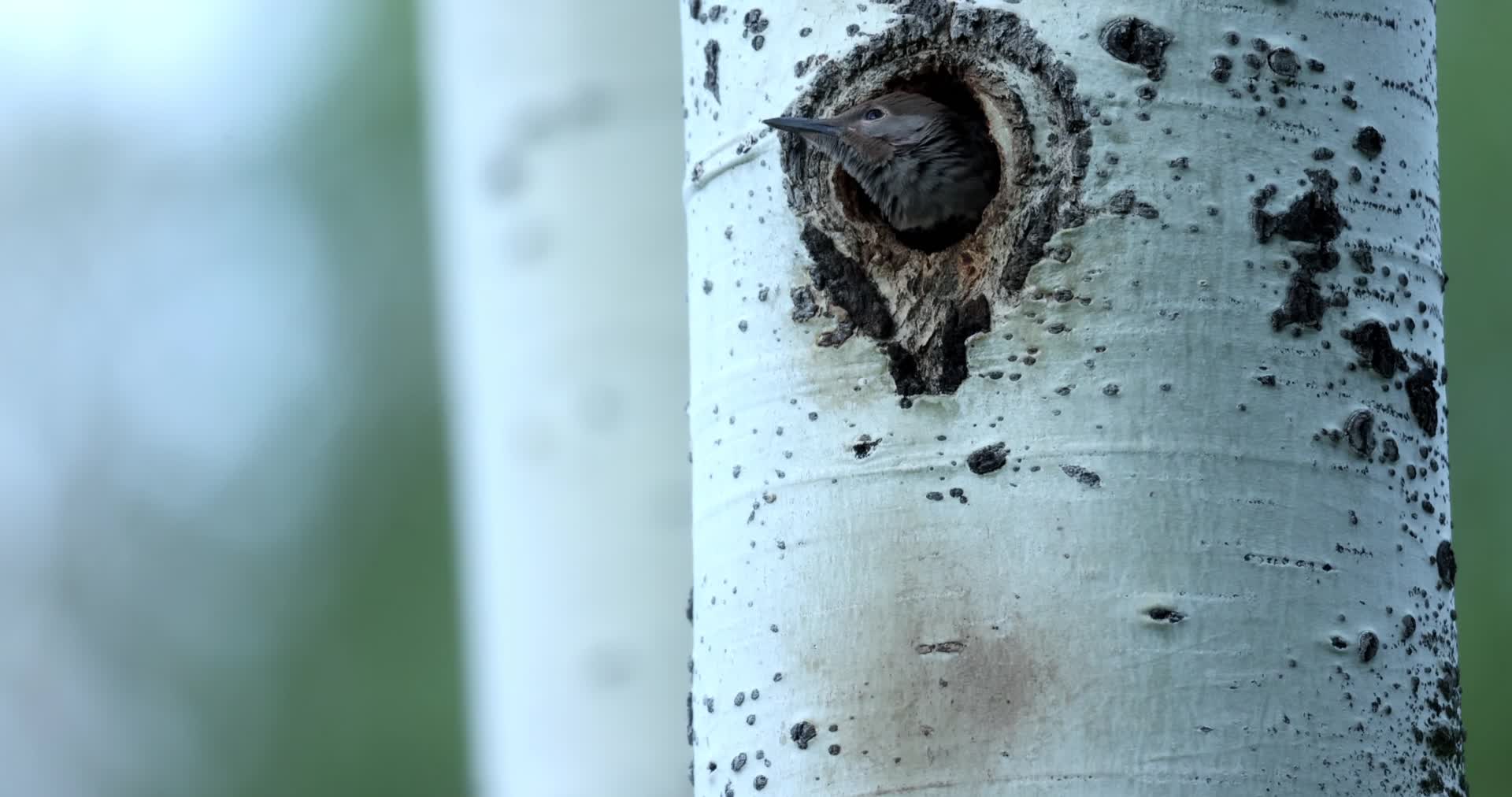 树洞鸟巢中幼鸟视频的预览图
