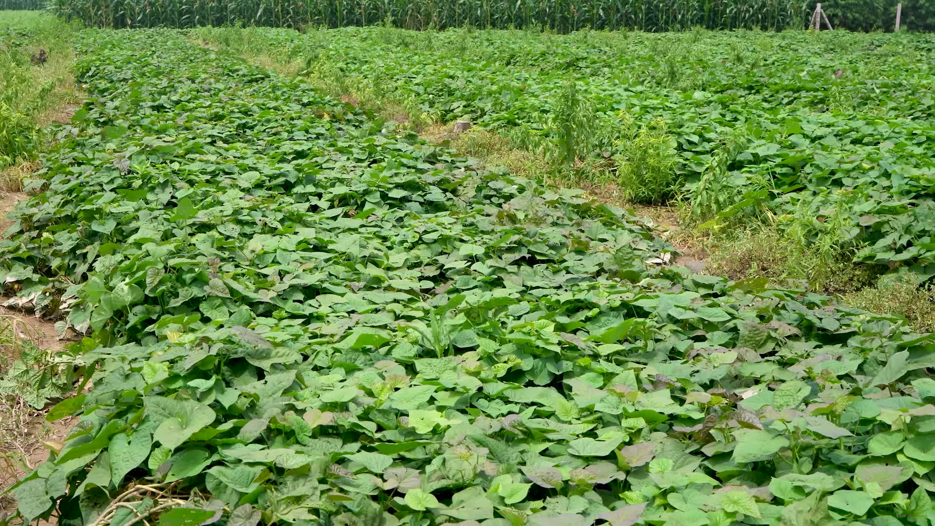 红薯苗番薯苗甜薯菜地种植农产品高清实拍4k视频
振兴乡村
视频的预览图