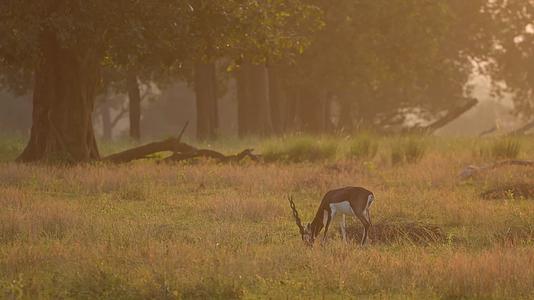 草原夕阳下觅食吃草的羚羊视频的预览图