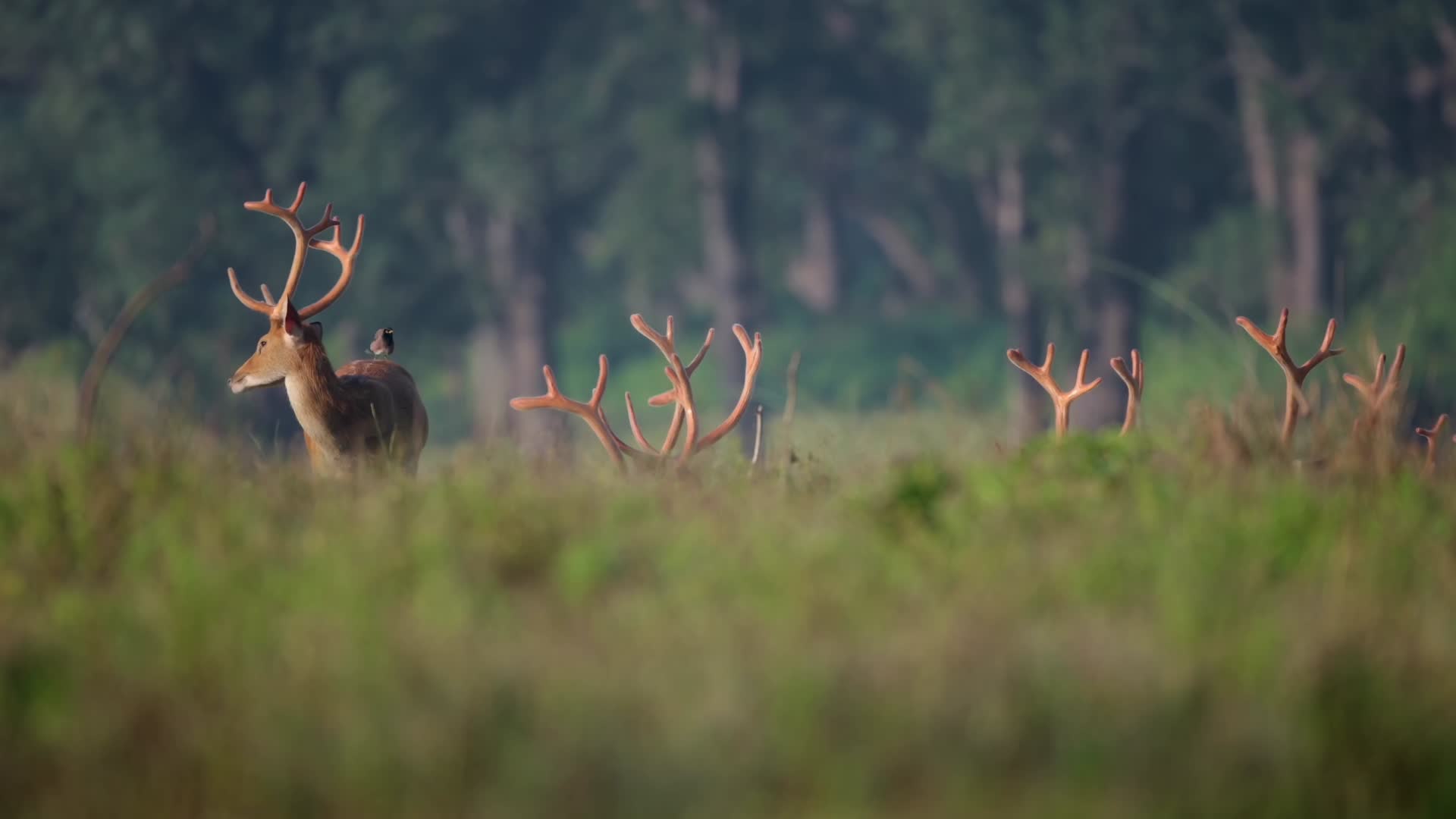 成群的麋鹿树丛中觅食视频的预览图