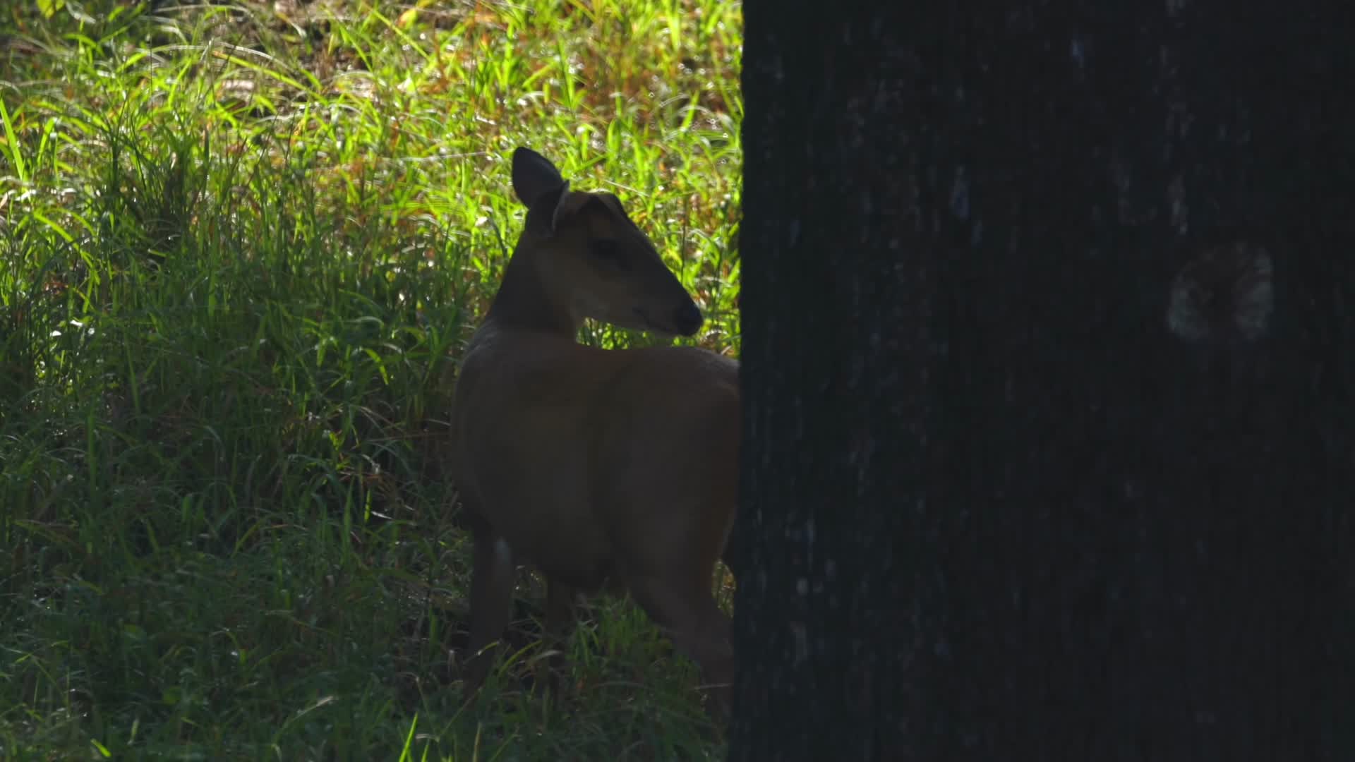 森林中觅食的小鹿视频的预览图