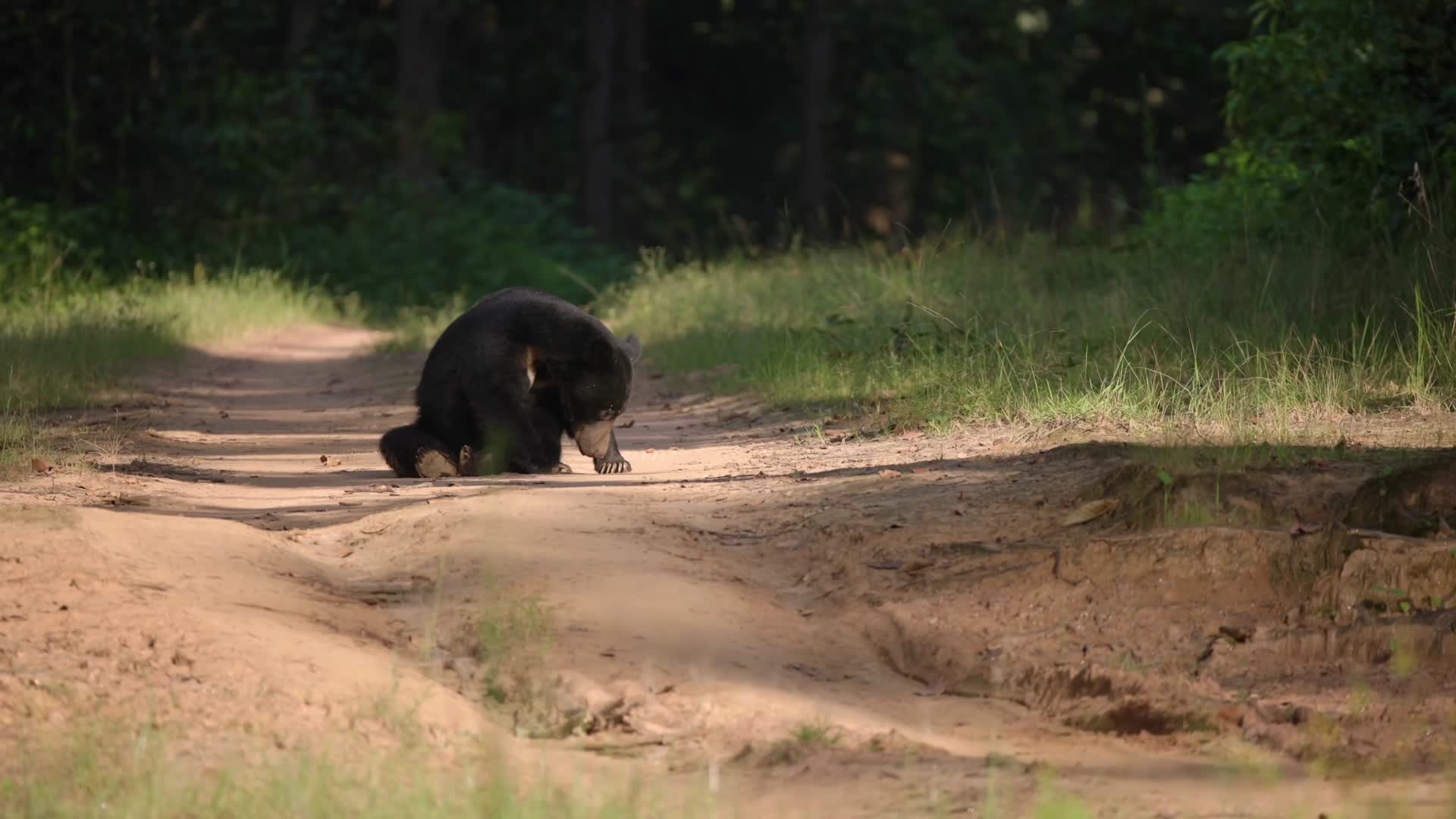 森林山路野生黑熊熊瞎子视频的预览图