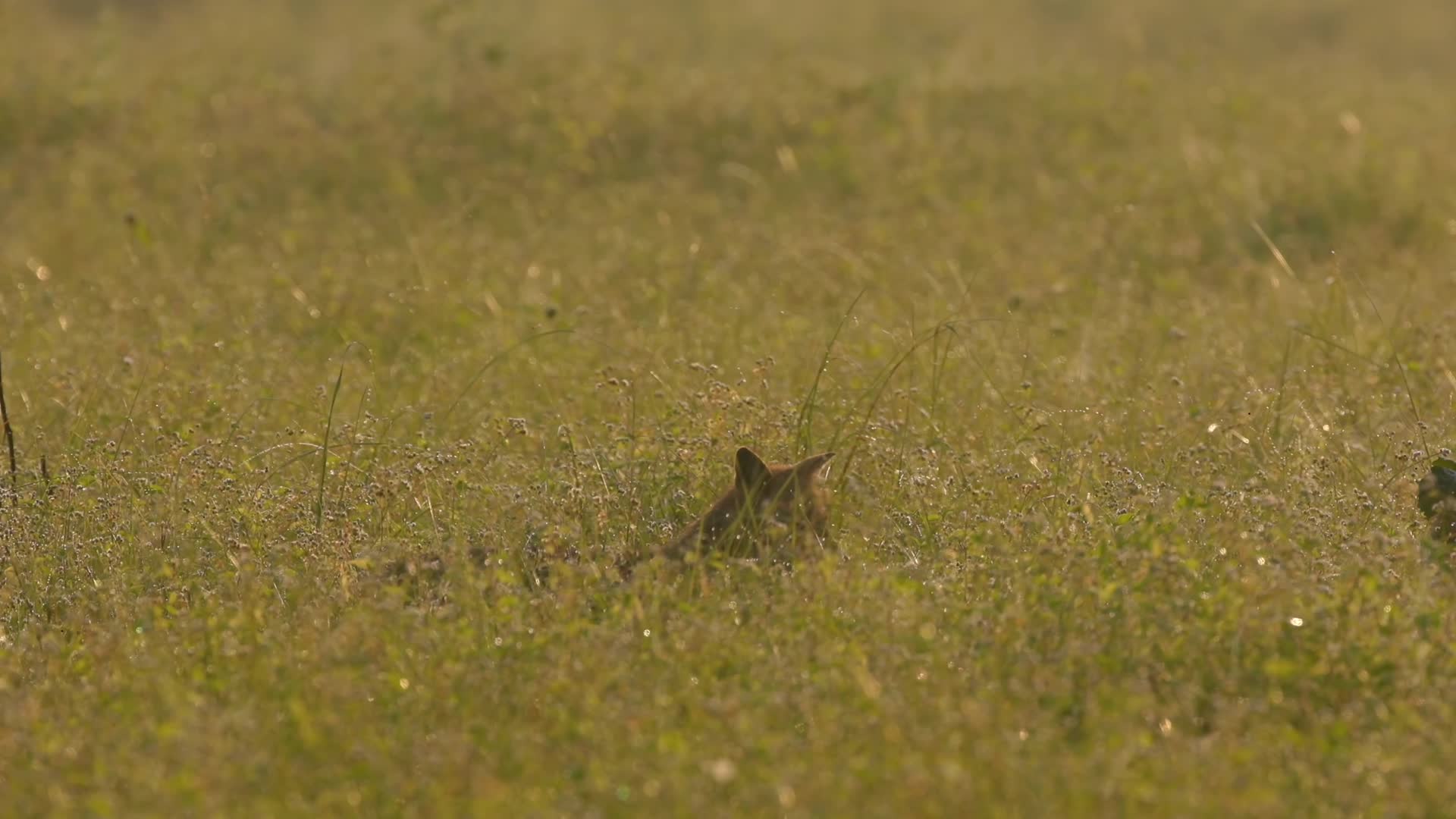 草原草丛中的狐狸视频的预览图