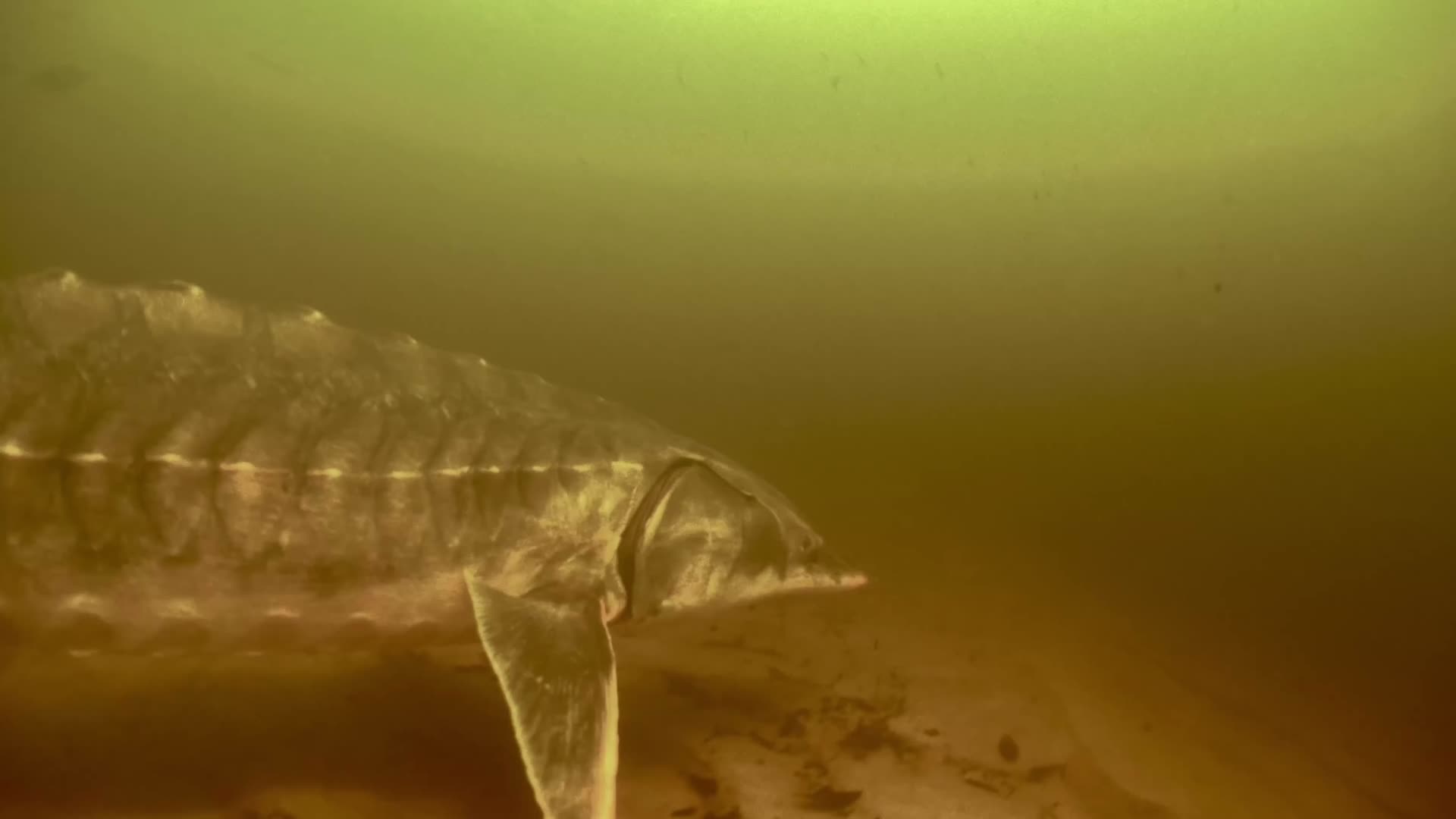 河流中野生鲟鱼视频的预览图