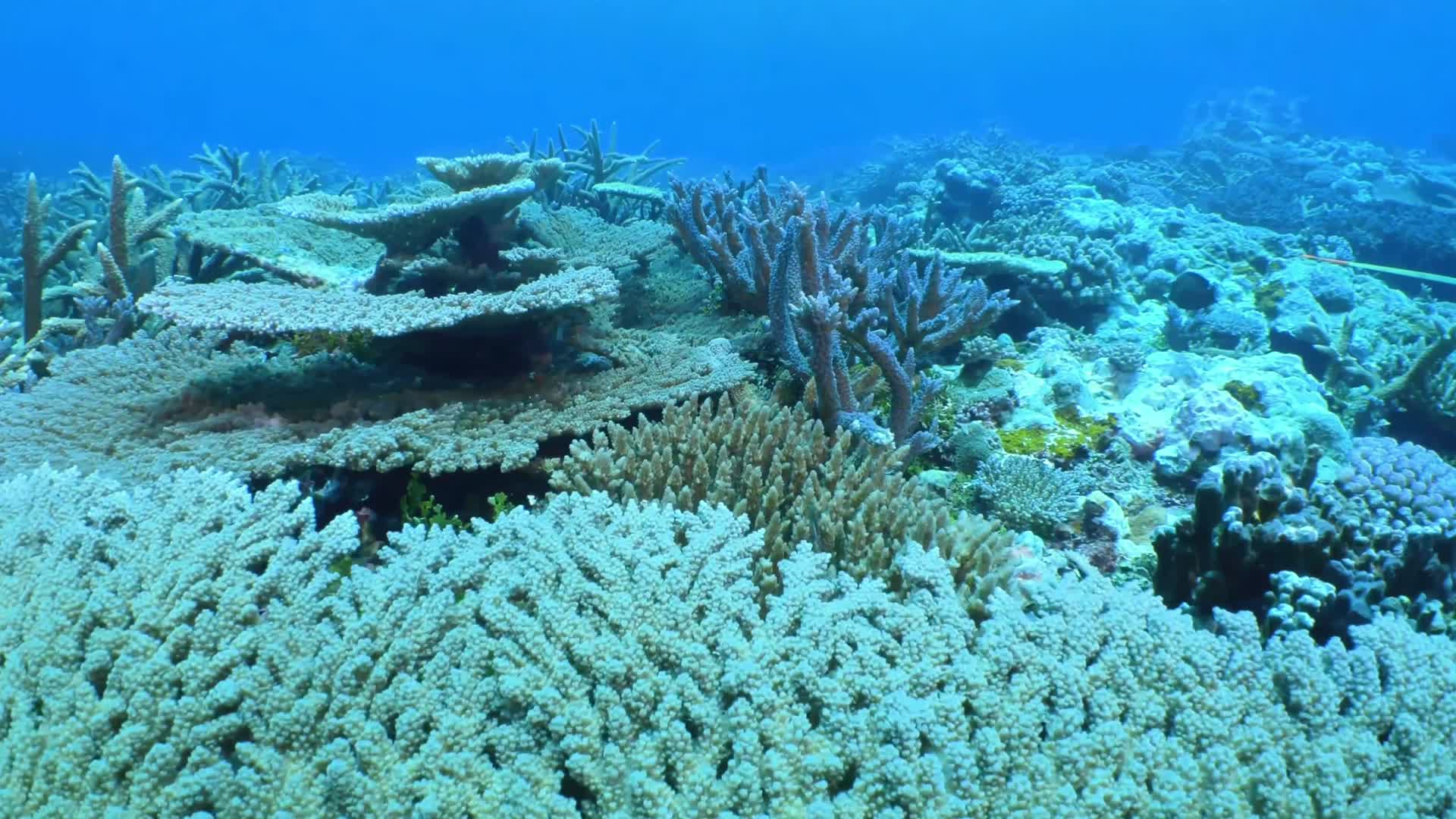 海洋生物鱼群珊瑚合集视频的预览图