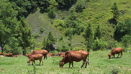 山坡上吃草的牛视频的预览图