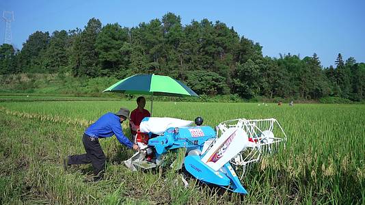 水稻丰收稻田高标准农田机械收割丰收景象农民视频的预览图