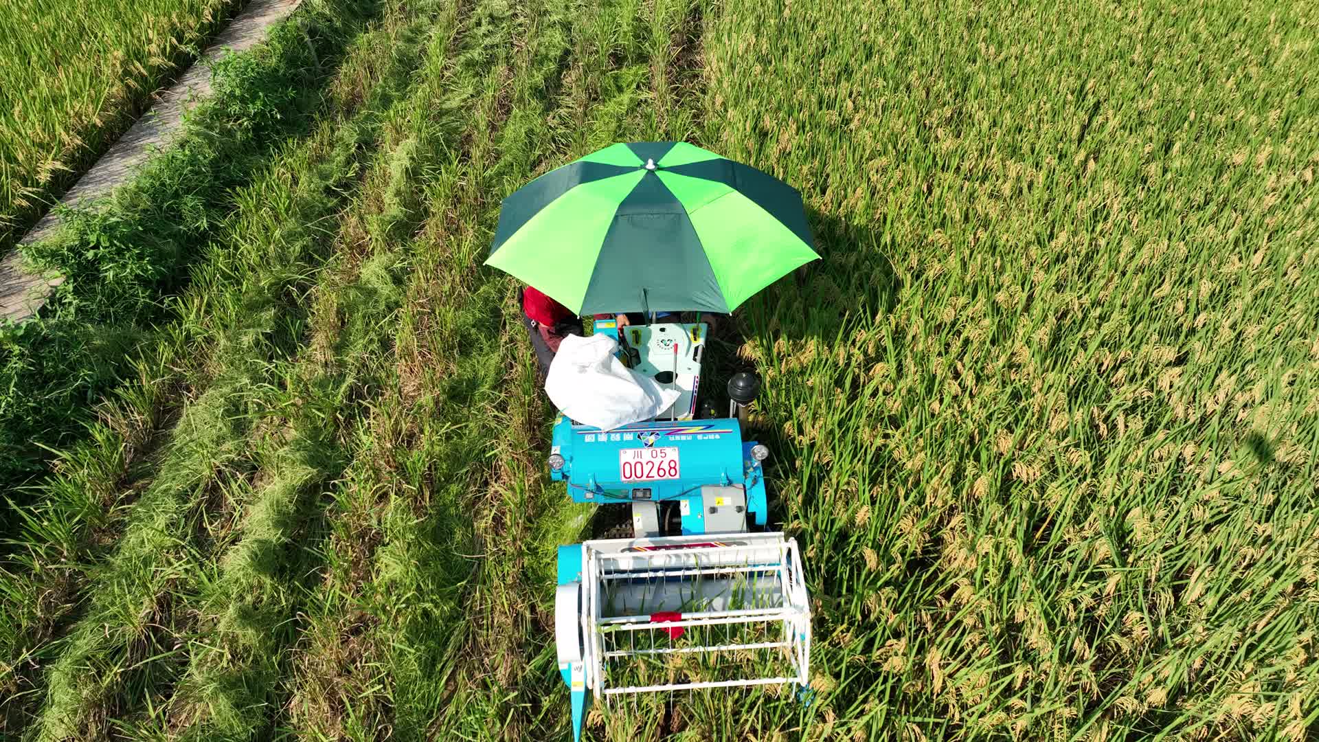 航拍稻谷水稻丰收稻田高标准农田机械收割丰收景象视频的预览图