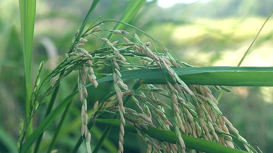 特写水稻丰收稻田高标准农田水稻丰收视频的预览图