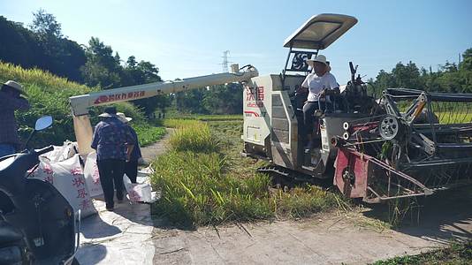水稻丰收稻田高标准农田机械收割丰收景象农民视频的预览图