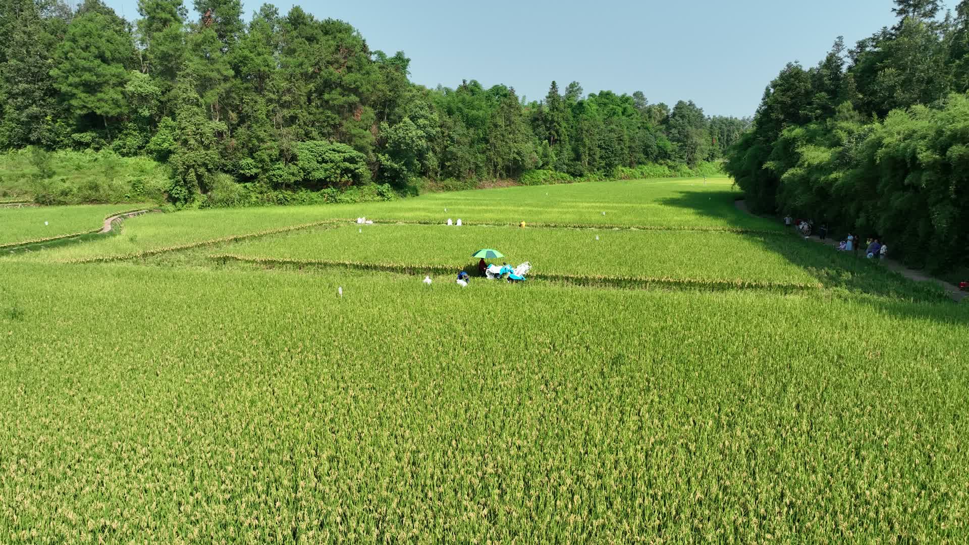 航拍水稻稻田高标准农田水稻丰收机械收割打稻谷视频的预览图