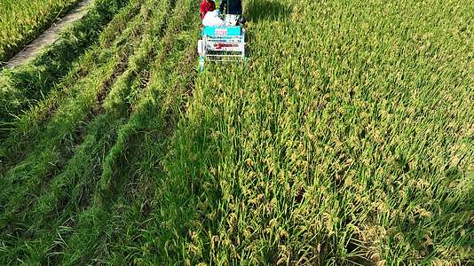 高标准农田机械收割水稻稻田丰收视频的预览图