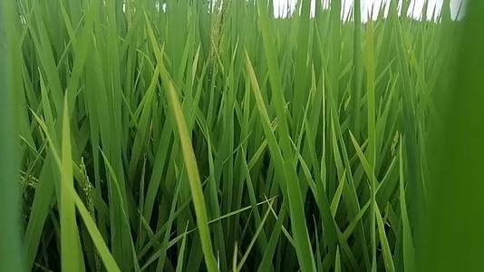 绿油油的水稻视频的预览图
