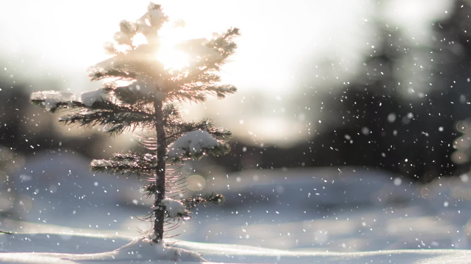 雪中近景植物视频的预览图