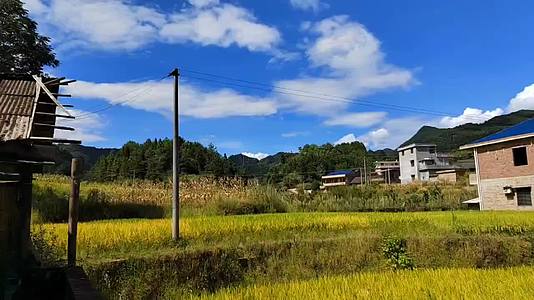 风里已满是秋的味道稻田也染成金黄色啊美丽的乡村视频的预览图