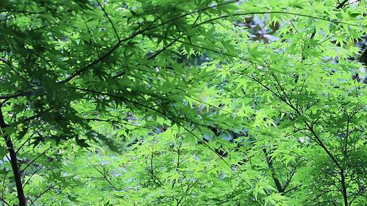 夏日里的枫树视频的预览图