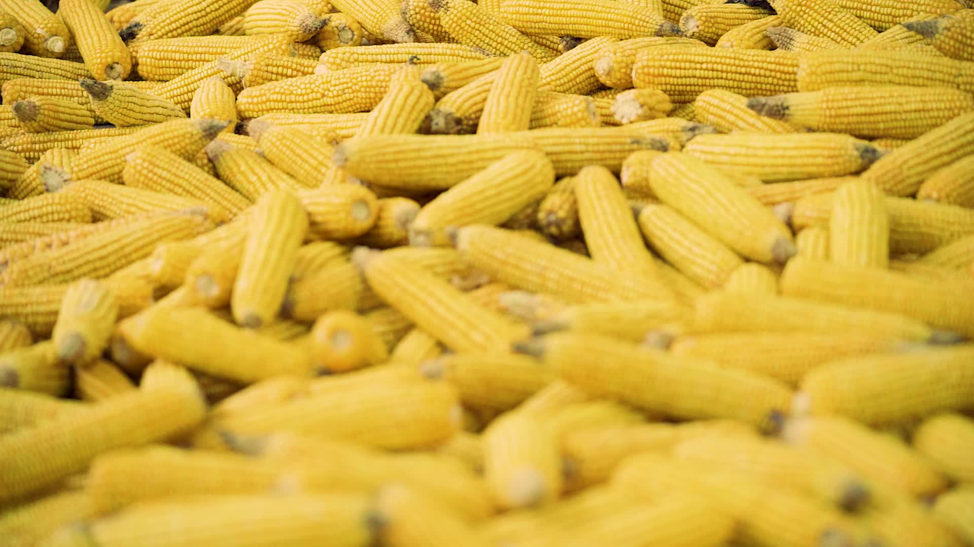 玉米视频的预览图