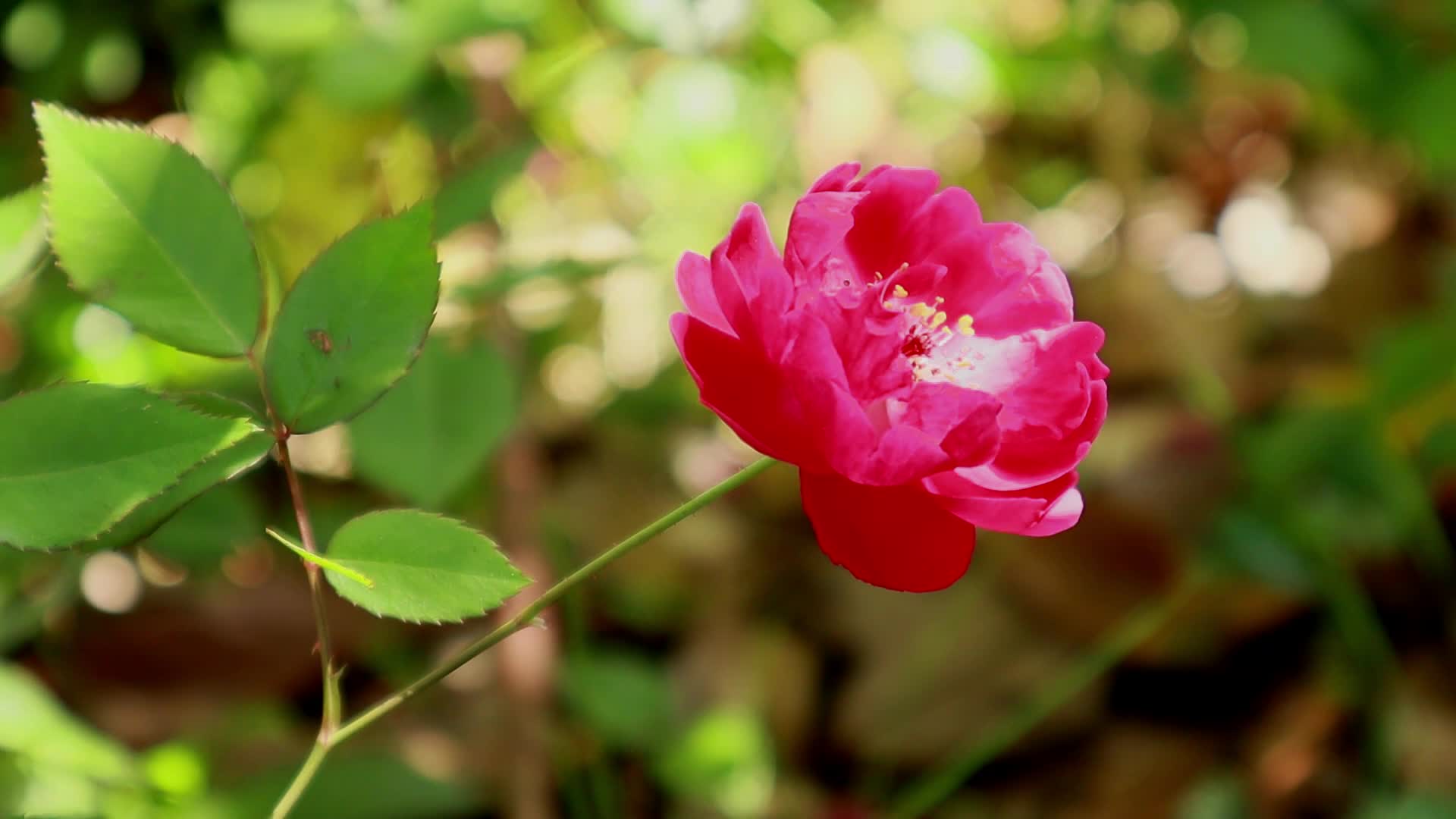 风中蔷薇二视频的预览图