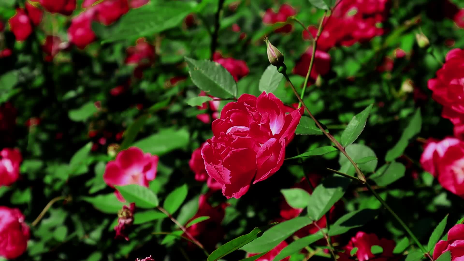 风中的红蔷薇玫瑰视频的预览图
