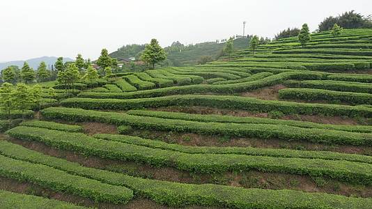 茶山航拍纳溪梅岭茶叶基地绿茶茶叶采摘视频的预览图