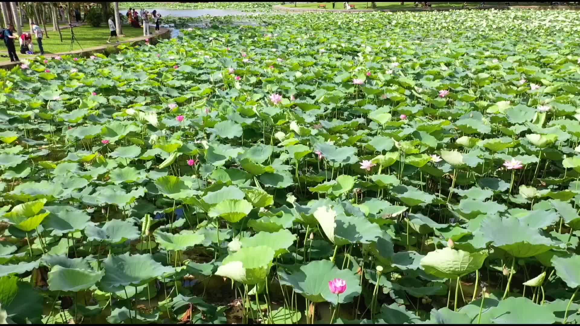 航拍深圳红湖公园1视频的预览图