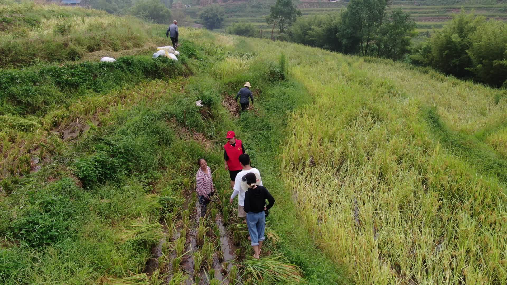 打谷子稻田航拍收割水稻党员志愿者干农活丰收视频的预览图
