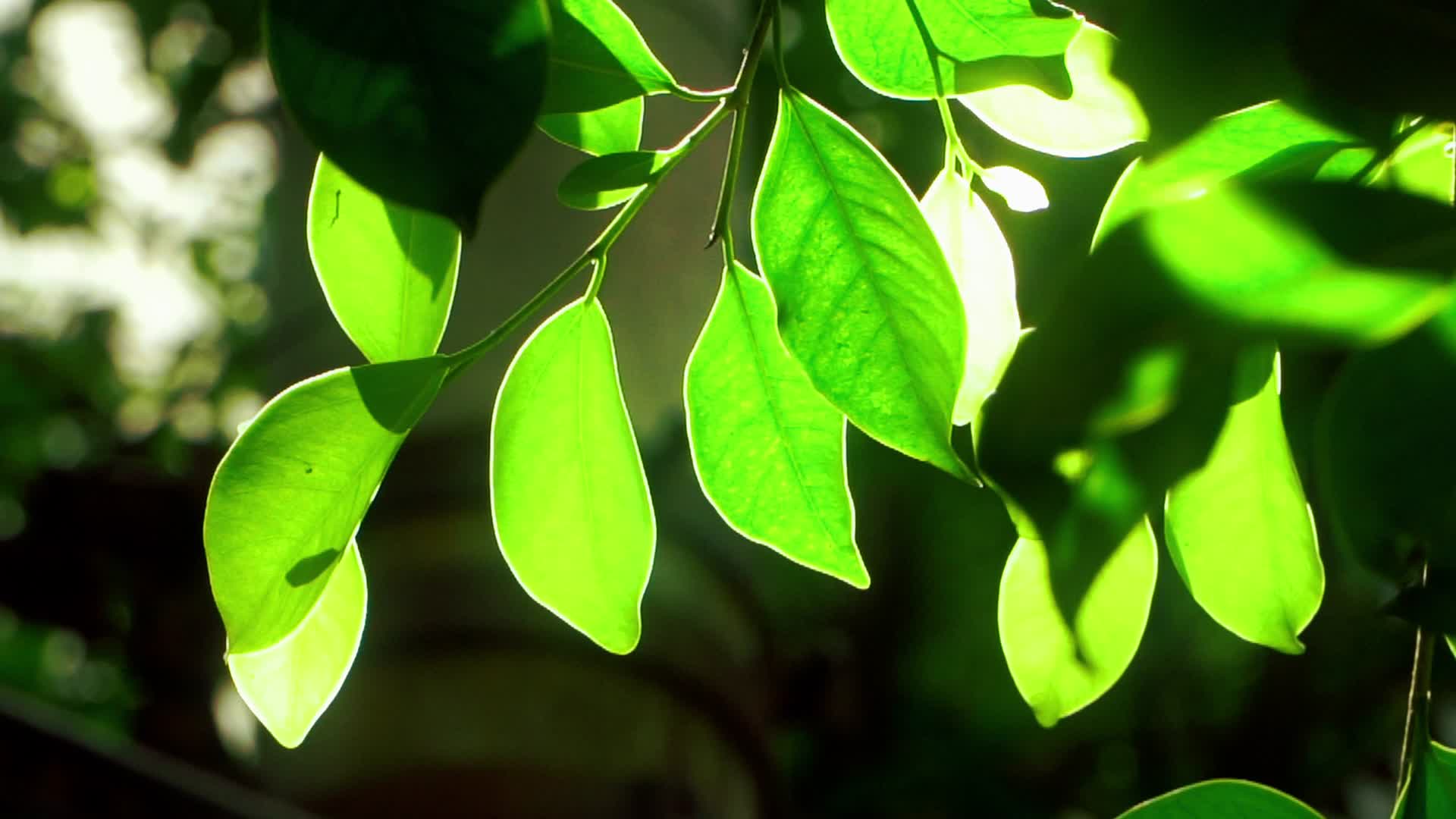 实拍唯美植物空镜视频的预览图