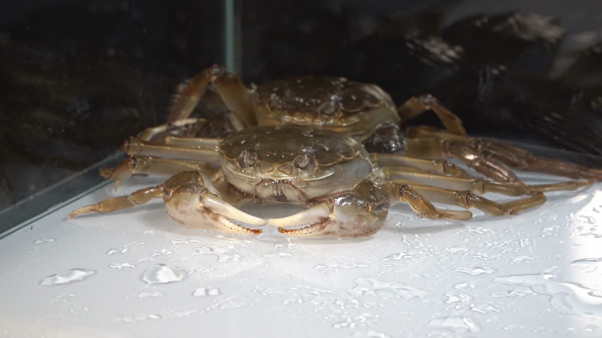 实拍活体大闸蟹养殖水箱视频的预览图