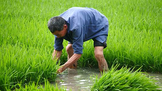 水稻秧苗移栽农耕文化农民干活视频的预览图