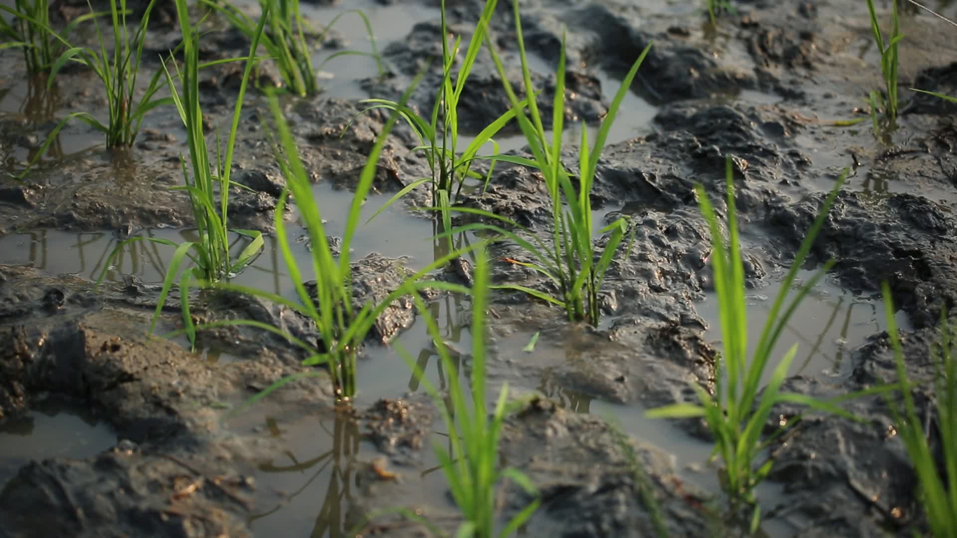 秧苗水稻秧苗移栽农耕文化农活农业种植视频的预览图