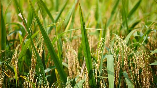 水稻稻穗特写高清视频丰收季收割稻谷视频的预览图