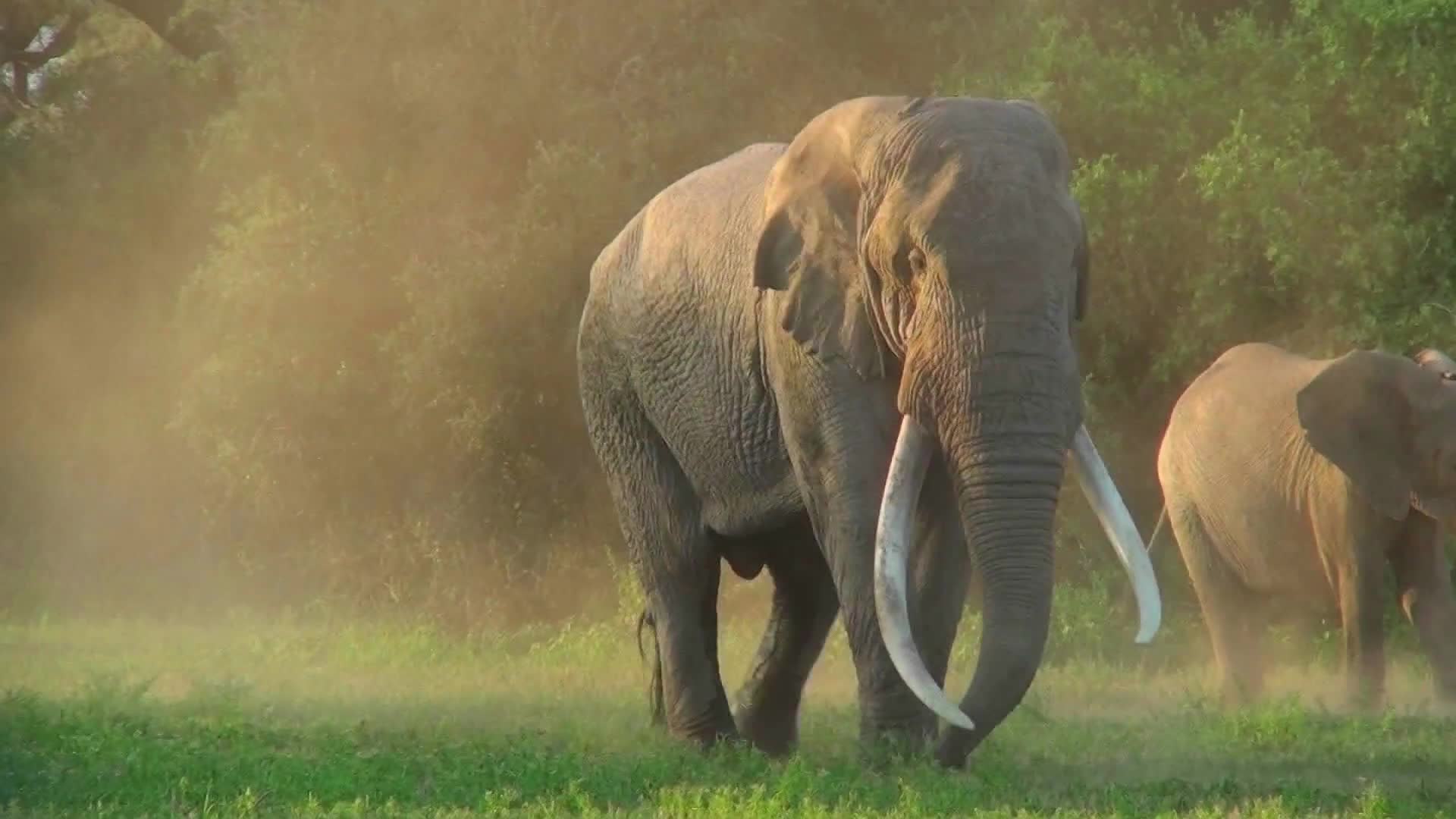 实拍珍惜动物大象象牙草原视频视频的预览图