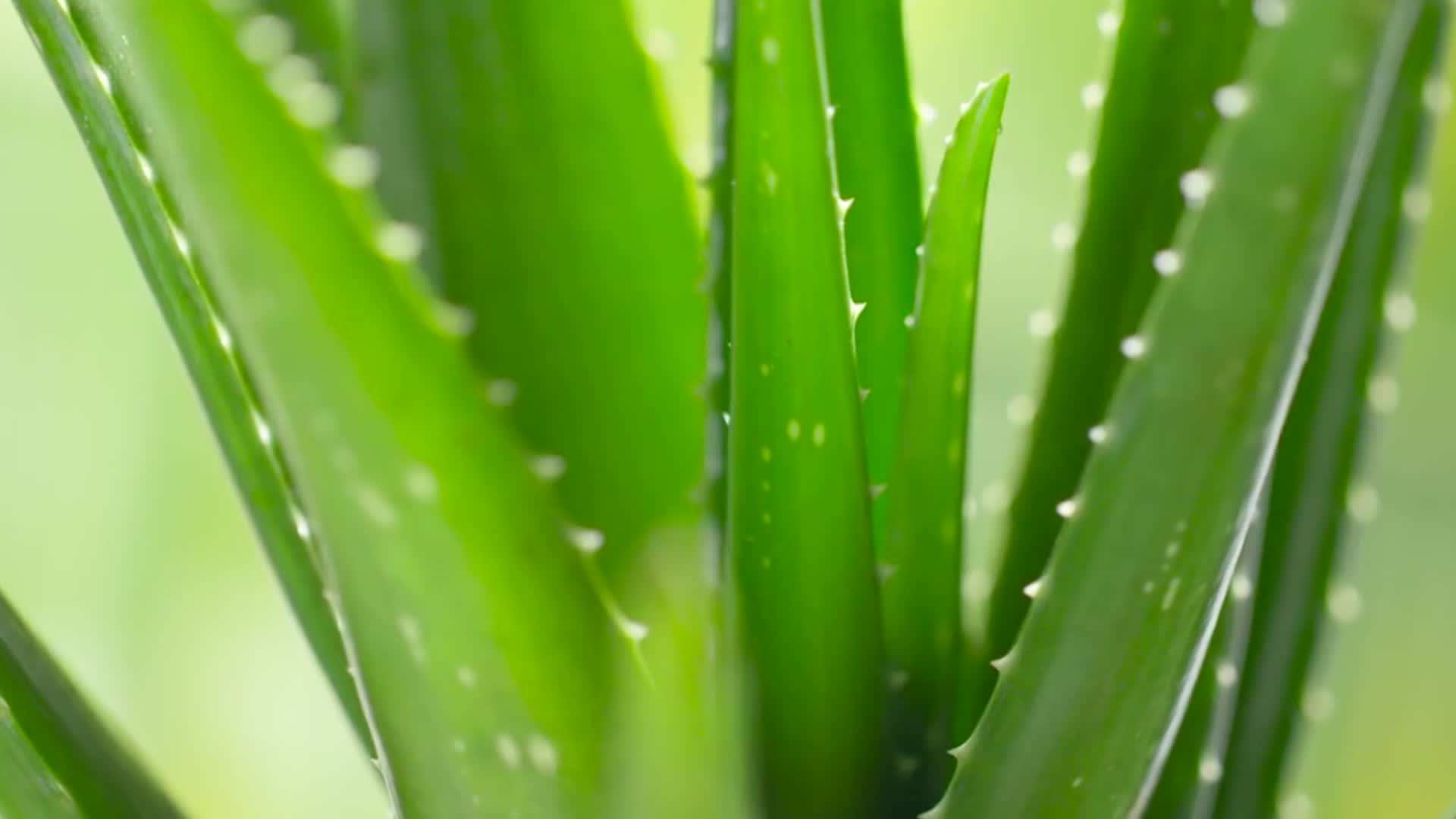 植物芦荟精华萃取绿色天然化妆品宣传背景视频视频的预览图