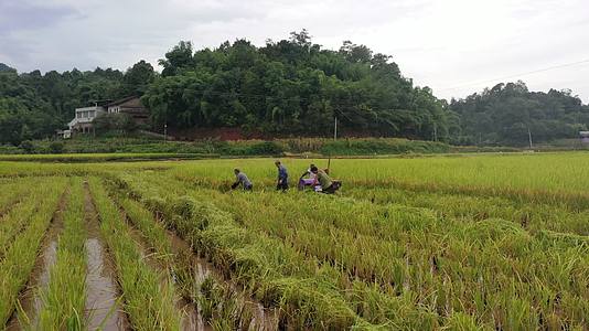 水稻丰收季节农民收割水稻视频的预览图